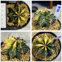 ราคา ยิมโนด่าง ไม้เมล็ด กระบองเพชร แคคตัส Cactus (20566608060)