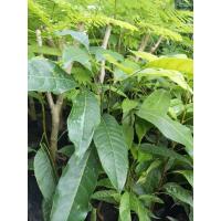 ราคา ต้นมะฮอกกานีไม้เศษฐกิจ (2169896714)