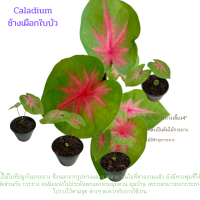 ราคา สกุลศาลาเดียม Caladium บอนสี ช้างเผือกใบบัว ไม้ใบกระถางไม้ประดับตกแต่งมุมสวน มุมบ้าน (17882289466)