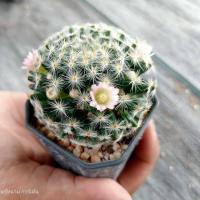 ราคา แมมขนนกเหลือง ดอกชมพู Mammillaria Schiedeana ไม้เมล็ด ขนาด 3 4 ซม ต้นกระบองเพชร ต้นแคคตัส แคคตัส กระบองเพชร (20325285192)