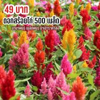 ราคา เมล็ดพันธุ์ ดอกสร้อยไก่ 500 เมล็ด (17702093751)