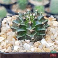 ราคา ยิมโนลูกผสม มีเชื้อด่าง 3 5 cm Gymnocalycium Mihanovichii กระบองเพชร แคคตัส (8367414798)