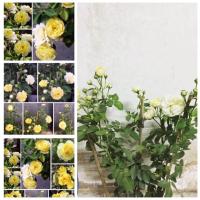 ราคา ต้นกุหลาบหนู สายพันธุ์ดอกเล็ก กุหลาบเหลืองเฉลิมพระเกียรติ ดอกขนาดกลางออกดอกเป็นช่อ เลี้ยงง่าย ดอกดก บานทน ปลูกได้ทั่วไทย จัดส่งพร้อมถุง 6 นิ้ว ลำต้นสูง 45 60ซม (20978467595)