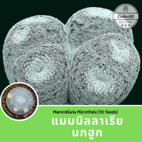 ราคา แมม นกฮูก 10 เมล็ด Mammillaria microthele (4114982835)