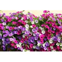 ราคา พิทูเนีย (11771086194)