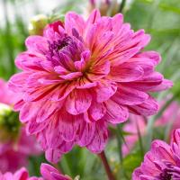 ราคา 30 เมล็ด ดอกไม้ ดอกรักเร่ ดาห์เลีย Dahlia Seeds สายพันธุ์ Tropical (21133354614)