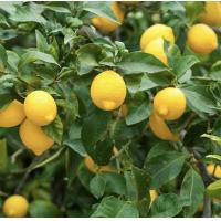 ราคา ต้นมะนาวเลม่อน เลมอนลิสบอน ต้นสูง 45 55 ซม ในกระถาง กิ่งตอน เปลือกบาง น้ำเยอะเมล็ดน้อย ตพันธุ์ลิสบอนเลมอน Lisbon Lemon มีถิ่นกำเนิดในโปรตุเกส ให้ผลผลิตที่สูงมาก ทนต่อสภาวะความร้อนและลมแรงได้ ดังนั้น จ
