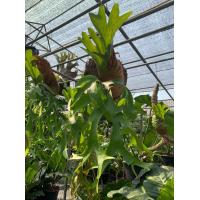 ราคา เขากวางตั้ง เฟิร์น ชายผ้าสีดา ไม่มีขอนไม้ Platycerium ridleyi เป็นเฟริ์นที่สวยงาม ดูแปลกตา นิยมปลูกเกาะขอนไม้ธรรมชาติ ตกแต่งสวนสวยงามสม ภาพถ่ายจากต้นไม้จริง (10380430607)