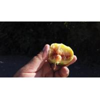 ราคา 10 เมล็ด เมล็ดมะเดื่อฝรั่ง Figs สายพันธุ์ Sierra ของแท้ 100 มะเดื่อฝรั่ง หรือ ลูกฟิก Fig อัตรางอก 70 80 Figs seeds มีคู่มือวิธีปลูก (8905923150)