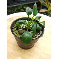 ราคา เสน่ห์จันทร์ประกายดาว (19509963719)