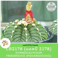 ราคา LB2178 Gymnocalycium Friedrichii mihanovichii 5 เมล็ด (4442788232)
