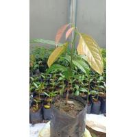 ราคา คีเปล ผลไม้ตัวหอม ต้นใหญ่ถุงใหญ่ (12770296584)