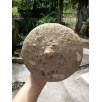 ราคา บัวบกโขด ไซส์ใหญ่15cm เส้นกลาง เป็นไม้หัวที่พบได้ตามป่าเขามีก้านและใบกลมรูปทรงน่ารัก ไม้โขด หัวบัวบกโขด (12831563771)