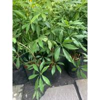 ราคา ต้นหนุมานประสานกาย ต้นสูง 30 40 ซม ในถุงชำ คุณประโยชน์ดีๆหลากหลายมาก จัดเป็นต้นว่านสมุนไพร หนุมานประสานกาย มีสรรพคุณหลักในการแก้แพ้อากาศ แก้หอบหืด หลอดลมอักเสบ ขยายหลอดลม หวัด เจ็บคอ ไอเรื้อรัง เป็นสม