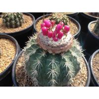 ราคา เมล็ดเมโล Melocactus seed 150 เมล็ด เมล็ดแคคตัส เมล็ดกระบองเพชร แคคตัส กระบองเพชร (14143621521)