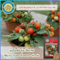 ราคา เมล็ดพันธุ์มะเขือเทศ Micro Tom Tomato Seeds (16591747693)