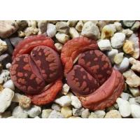 ราคา 20 เมล็ด ไลทอป กระบองเพชร ไม้อวบน้ำ กุหลาบหิน แคคตัส Living Stone Lithops เพาะเมล็ด สายพันธุ์ otzeniana cv Cesky Granat (20557436246)