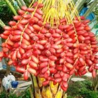 ราคา เมล็ดอินทผาลัมแท้ สายพันธุ์สุกการี่ Seeds date palm Iragi Sukari อินทผาลัม10 เมล็ด เมล็ดแท้จากต้นเพาะเนื้อ ผลสดสามารถรับประทานได้ (12122186702)