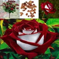 ราคา 30 เมล็ด เมล็ดพันธุ์ กุหลาบ Dragon Rose Seed สี ขาว แดง ดอกใหญ่ นำเข้าจากต่างประเทศ พร้อมคู่มือ เมล็ดสด (4525460407)