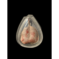 ราคา ใบโพธิ์จิ๋ว จารยันต์ พร้อมเลี่ยม เก่ามาก ไม่ทราบที่ 2913 (17202225290)