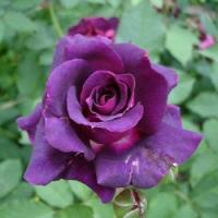 ราคา 5 เมล็ด เมล็ดกุหลาบ สีม่วง ดอกใหญ่ สายพันธุ์ของแท้ 100 เมล็ดกุหลาบ ดอกกุหลาบ ปลูกกุหลาบ กุหลาบ อัตรางอก70 80 Rose seeds (9079477225)