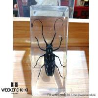 ราคา ที่ทับกระดาษแมลงสต๊าฟ ที่ทับกระดาษแมลง แมลงสต๊าฟเป็นที่ทับกระดาษ (5140624083)