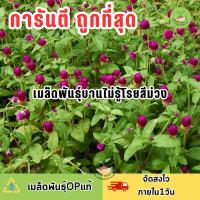 ราคา ถูกที่สุด เมล็ดพันธุ์ดอกบานไม่รู้โรยสีม่วง (21248851772)