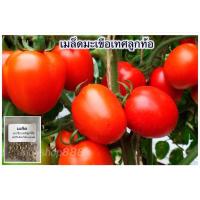 ราคา เมล็ดพันธุ์ มะเขือเทศยักษ์ มะเขือเทศท้อ 100 เมล็ด 10 แถม 1 คละได้ (20768580818)