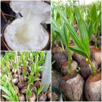ราคา ต้นมะพร้าวกะทิ เป็นมะพร้าวน้ำหอมต้นเตี้ยเนื้อกะทิ พันธุ์แท้ พันธุ์แท้ บ้านแพร้ว ลูกดก น้ำหวานเนื้อฟู คัดสรรพันธุ์พิเศษนำมาเพาะเป็นหน่อพร้อมปลูก (14589272752)