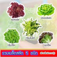 ราคา ผักสลัด เมล็ดสลัด 5 ชนิด เมล็ดผักสลัด เมล็ดพันธุ์ผักสลัด ไฮโดรโปนิกส์ รวม 250 เมล็ด ชนิดละ 50 เมล็ด แถมฟรี เมล็ดผักกวางตุ้ง homes (7621952840)