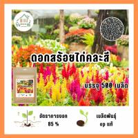 ราคา เมล็ดพันธุ์ดอกสร้อยไก่คละสี บรรจุ 500 เมล็ด (21042364259)