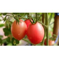 ราคา เมล็ดพันธุ์ มะเขือเทศสีดา มะเขือเทศส้มตำ ตัวเลือก 10 1000 เมล็ด 10 เเถม 1 คละได้ (10731256004)