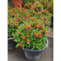 ราคา Euphorbia milii Des Moul ต้นโป๊ยเซียนแคระ สีแดง ในกระถาง9นิ้ว พุ่มสวย โชคลาภมาให้คนในบ้านเพราะต้นโป๊ยเซียนเป็นไม้เสี่ยงทายคือ ถ้าผู้ใดปลูกต้นโป๊ยเซียนออกดอกได้ 8 ดอกขึ้นไปผู้นั้นก็จะมีโชคลาภ อาจจะถูกห