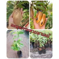 ราคา ต้นละมุดกระสวยมาเลย์สูง 50 60 cm (9083693817)