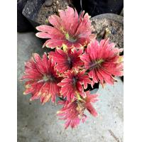 ราคา ฤาษีผสม ต้นฤาษีผสม จัดส่งเป็นต้นมีราก สีสรรสดใส เหมือนกับตกแต่งโต๊ะทำงาน บ้านพักอาศัย คาเฟ่ (9983856069)