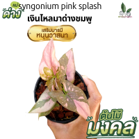 ราคา ต้นไม้ ไม้มงคล ต้นเงินไหลมาด่างชมพู เงินไหลมาด่าง เงินไหลมาด่างชมพู Syngonium Pink Splash เพื่อความเป็นศิริมงคล ต้นสวยมาก Pink Splash (14197652642)