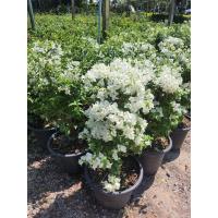 ราคา ต้นเฟื่องฟ้า ดอกสีขาว สูง 70 80ซม ในกระถาง15นิ้ว (16710232003)