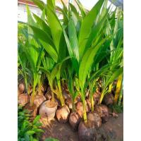 ราคา ต้นหน่อ มะพร้าวกะทิ มะพร้าวกะทิน้ำหอม ต้นเตี้ย ของแท้ เนื้อแน่น เนื้อมัน ไม่กลายพันธุ์ พันธุ์เตี้ย 2 ปี ติดผล กะทิ 70 80 ต่อทลาย (20946548395)