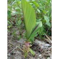 ราคา ว่านมหากำลัง 2เหง้า สรรพคุณของว่านเด่นจัดจ้าน (7818182553)