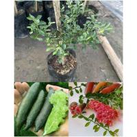 ราคา ต้นมะนาวคาเวียร์ มะนาวนิ้ว ผลเนื้อสีแดง ต้นแข็งแรงพร้อมปลูก (16454448709)
