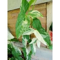 ราคา เงินไหลมา ด่างขาว ตัดสด มีรากทุกข้อ เงินไหลมาด่างขาว เงินไหลมาด่างเหลือง เงินไหลมาด่างชมพู (15331725225)