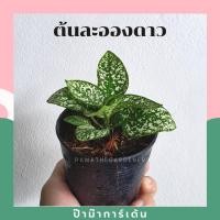 ราคา ต้นละอองดาว ในกระถาง 3 นิ้ว ไม้รำไร ใบสวย (17297818924)