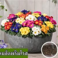 ราคา พร้อมส่ง ง่ายต่อการเติบโตเมล็ดพริมโรสเมล็ดพริมโรสสด 100 สามารถปลูกในลานบรรจุ 100 เมล็ดพริมโรสเมล็ดพันธุ์ดอกไม้บอนไซ ดอกไม้ เมล็ดพันธุ์ดอกไม้ พันธุ์ดอกไม้ บอนไซ ดอกไม้ บ้านและสวนตกแต่งปลูกดอกไม้ประดับ 