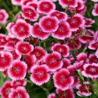 ราคา ดอกผีเสื้อ เมล็ดดอกผีเสื้อ เมล็ดดอกไม้จำนวน 50 70 เมล็ด 22 บาท (3402712467)