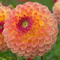 ราคา 1 หน่อ เหง้า รักเร่ Dahlia Bulb สายพันธุ์ LAKELAND AUTUMN หัวรักเร่ ดอกไม้ หัวหน่อ เหง้า นำเข้า เนเธอร์แลน หัวสดใหม่ (4688496912)