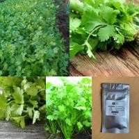 ราคา เมล็ด เมล็ดผักชี Coriander seed เมล็ดผักชีไทย ผักชี ผักชีไทย เมล็ดผัก เมล็ดพันธุ์ 200 400 เมล็ด (7160596297)