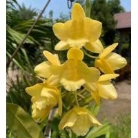 ราคา ช้างน้าวเผือก กล้วยไม้ ติดไม้ 6 นิ้ว 5 8 ลำต้น ยาว 5 นิ้ว ออกดอก มี ค เม ย กล้วยไม้ป่าแท้ กล้วยไม้ป่าหอม กล้วยไม้ป่าขวด Taeng Suan shop (15021682001)