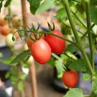 ราคา เมล็ดพันธุ์ มะเขือเทศสีดา มะเขือเทศส้มตำ ตัวเลือก 10 1000 เมล็ด 10 เเถม 1 คละได้ (21086151127)