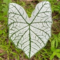 ราคา บอนสี อิเหนา 1 ต้น ต้นพร้อมราก ตัดใบออก ส่งแบบห่อตุ้ม บอนสีโบราณ เลี้ยงง่าย สีขาวทั้งใบสวยงาม น่าสะสม (10773253264)