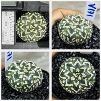 ราคา แอสโตรวี ไทป์ แอสโตร v ชุดที่2 แอสโตรไฟตั้มวีไทป์ Astrophytum V type กระบองเพชร แคคตัส (20981640626)
